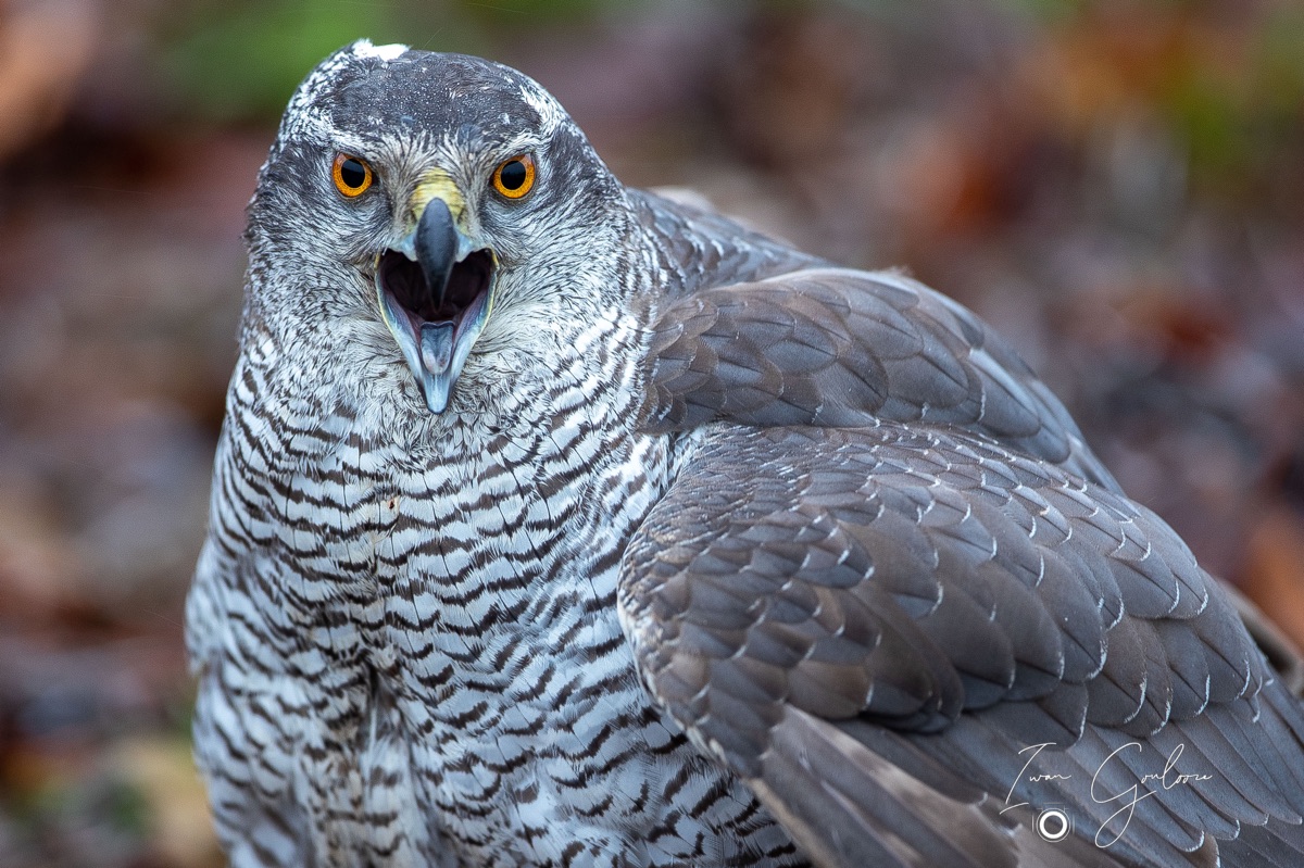 1DX45854 12 december 2021 1148 04